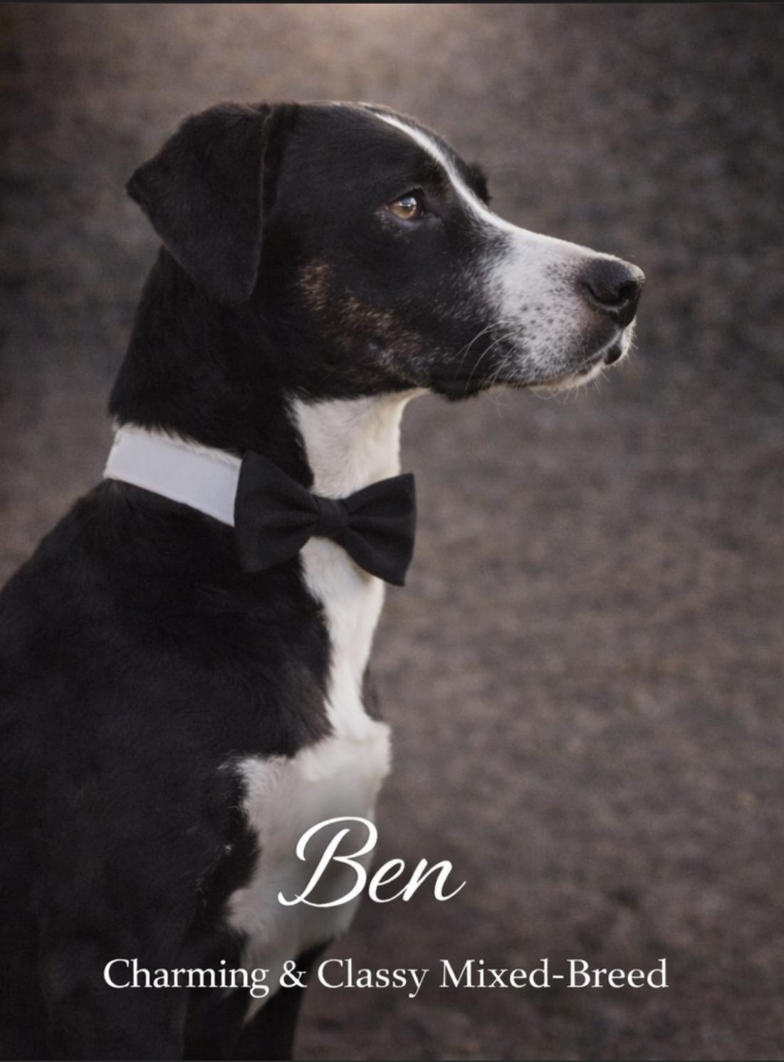 Ben, a ADOPTABLE mixed breed in Livingston, TX image 2/3