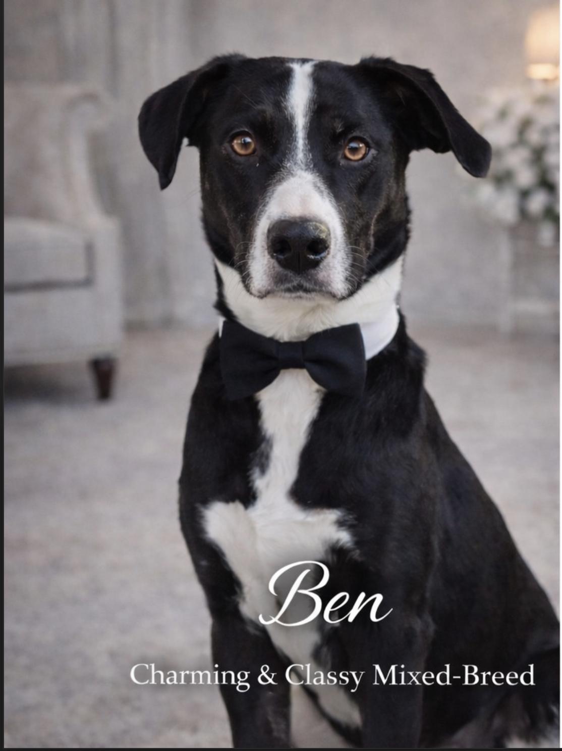 Ben, ADOPTABLE, Young Male Mixed Breed.