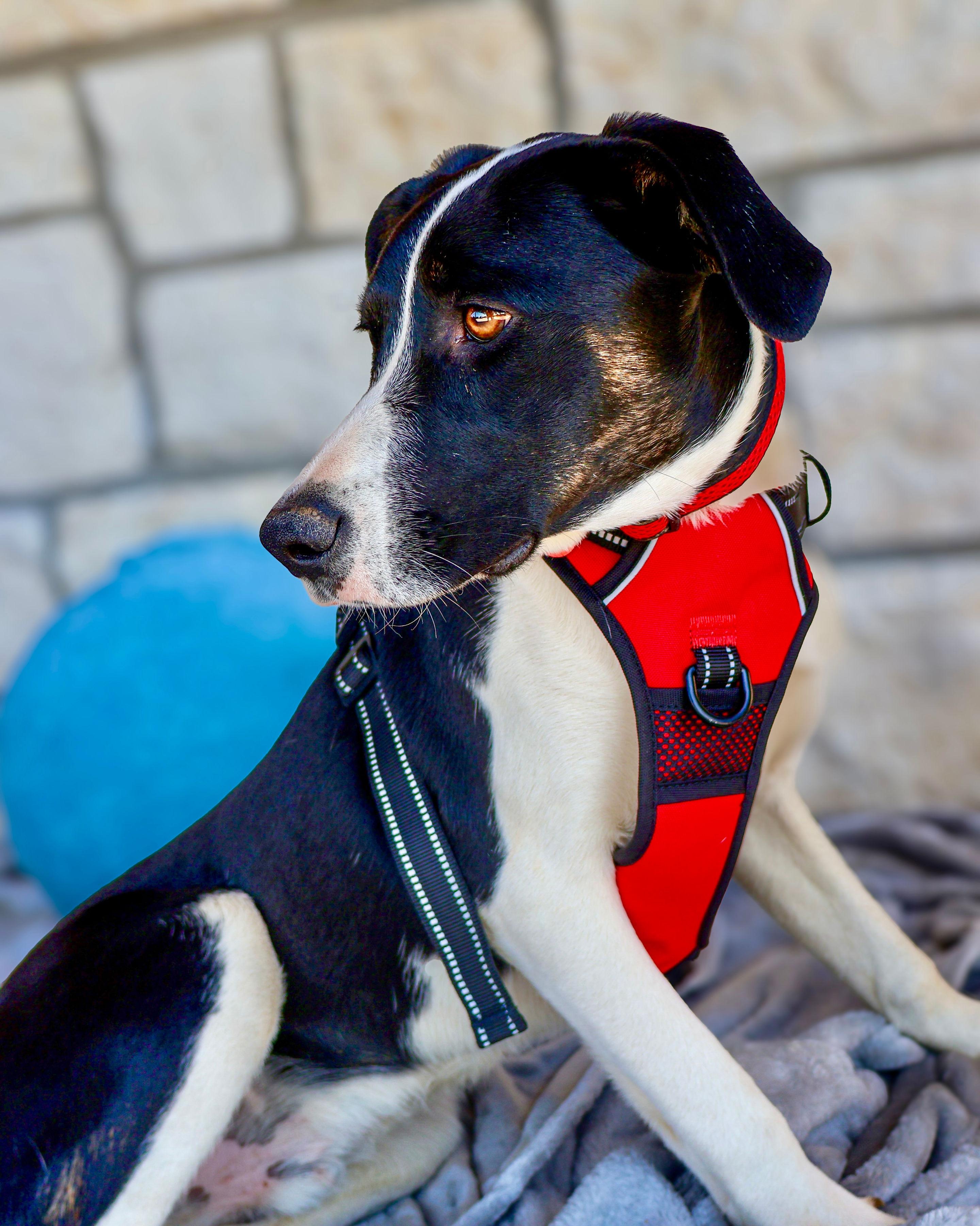 Ben, a ADOPTABLE mixed breed in Livingston, TX image 3/3