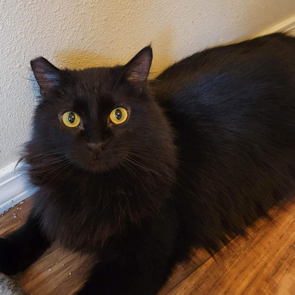 Enlarge Gamora, a Adoptable Domestic Long Hair in Nampa, ID image 2/4