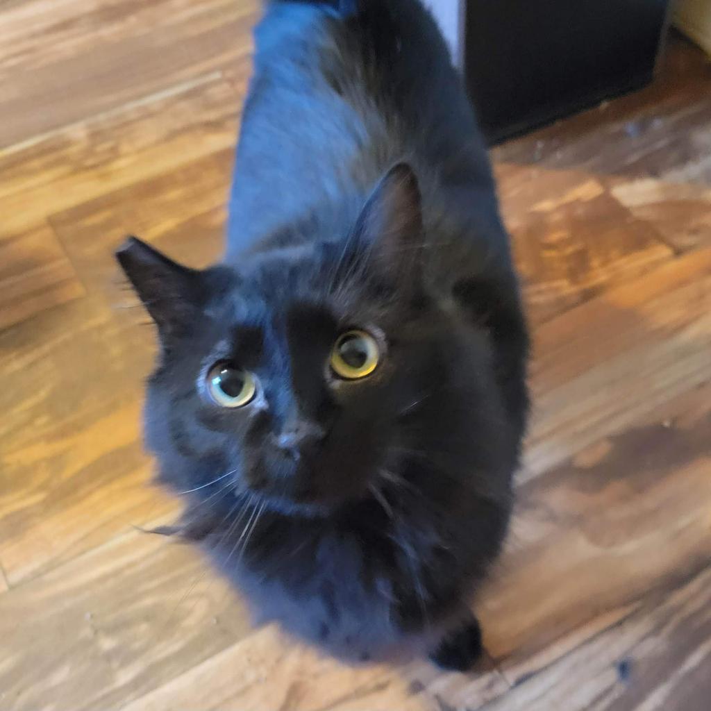 Enlarge Gamora, a Adoptable Domestic Long Hair in Nampa, ID image 3/4