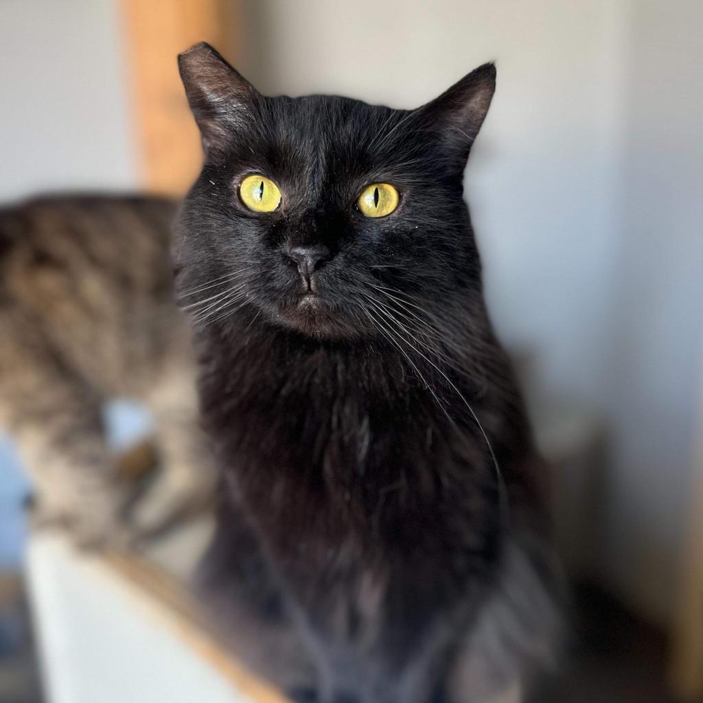 Enlarge Gamora, a Adoptable Domestic Long Hair in Nampa, ID image 4/4