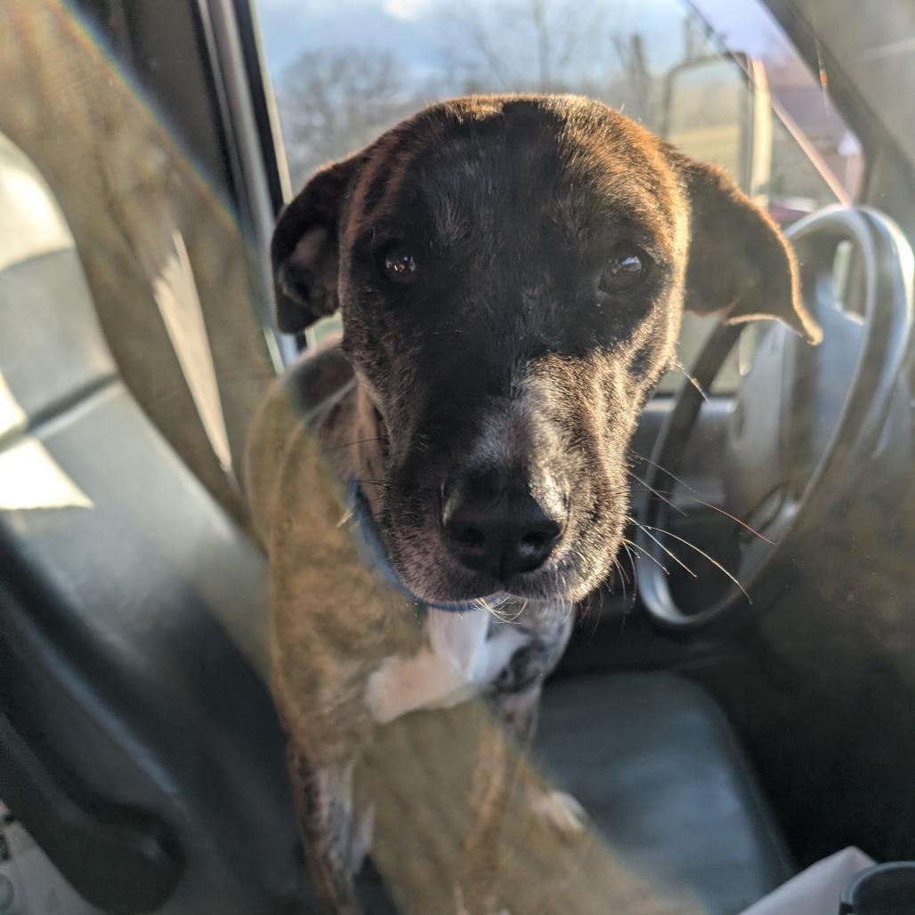 Enlarge Tiger Lilly, a Adoptable Mountain Cur in West Plains, MO image 3/3