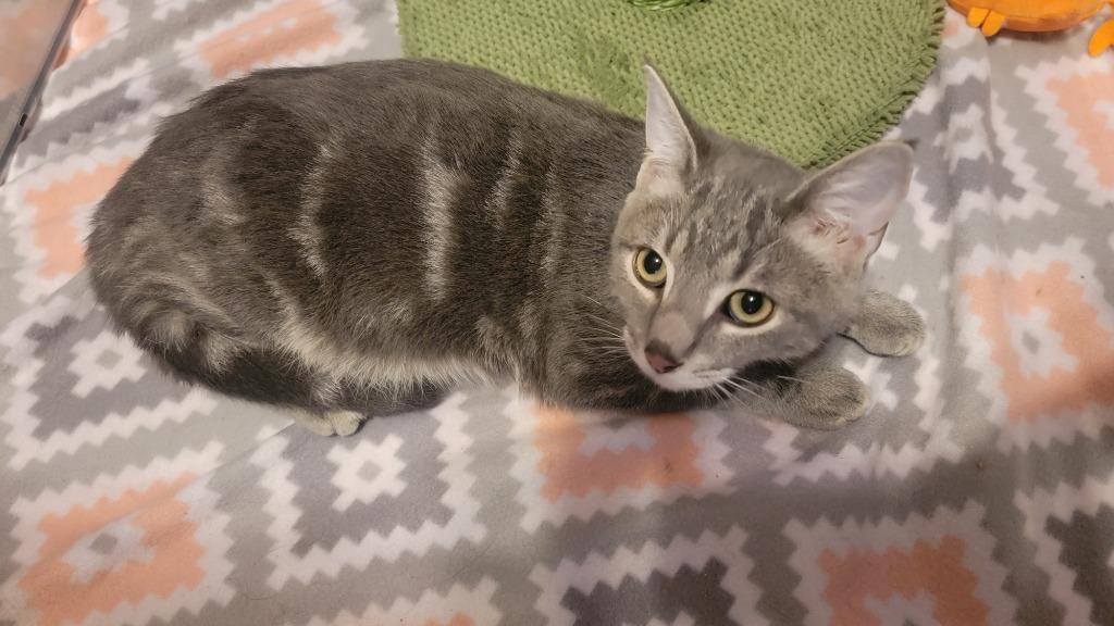 Enlarge Nemo, a Adopted American Shorthair in Crossville, TN image 2/6