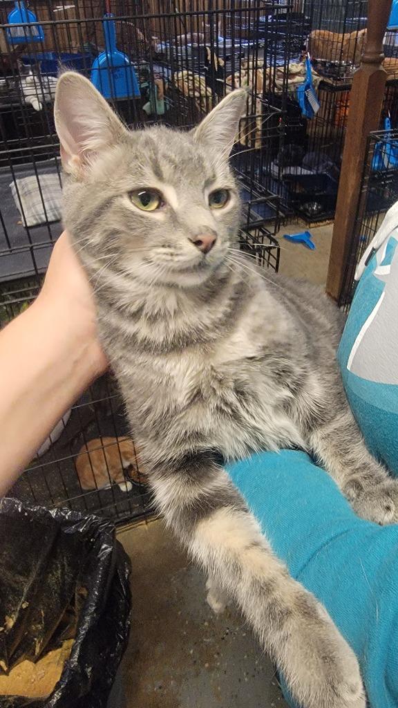 Enlarge Nemo, a Adopted American Shorthair in Crossville, TN image 3/6