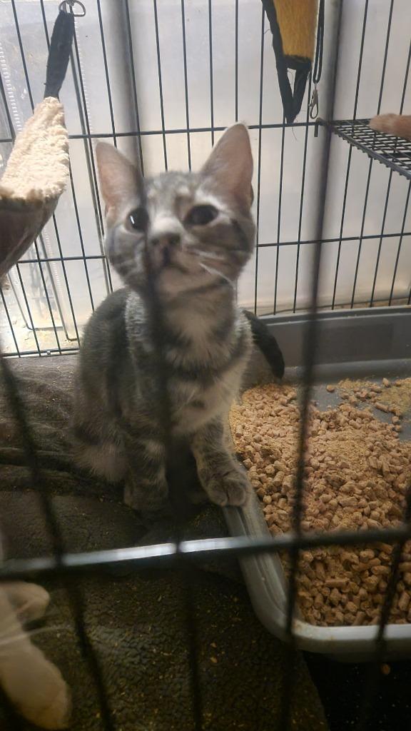 Enlarge Nemo, a Adopted American Shorthair in Crossville, TN image 4/6