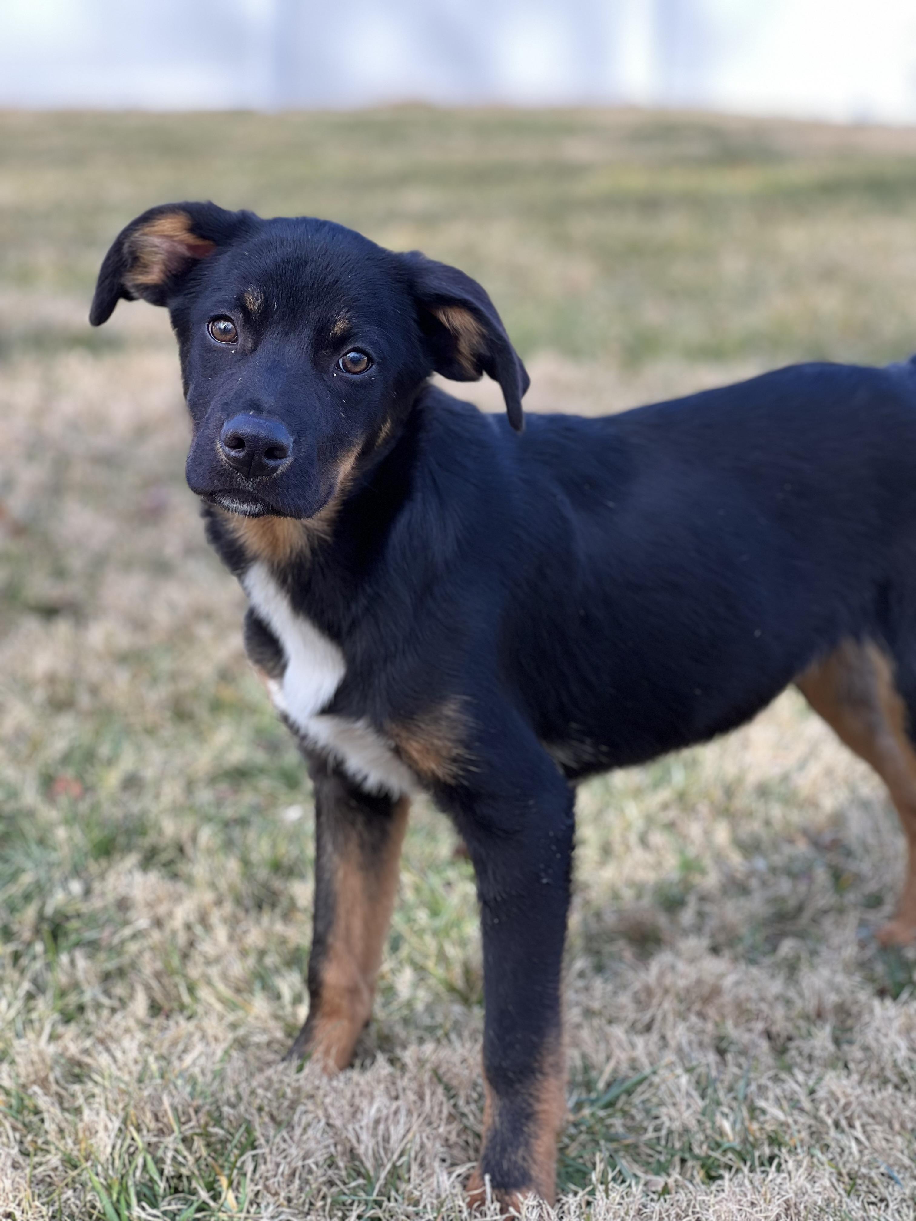 Enlarge Bobo, a ADOPTABLE mixed breed in Hughesville, MD image 3/6
