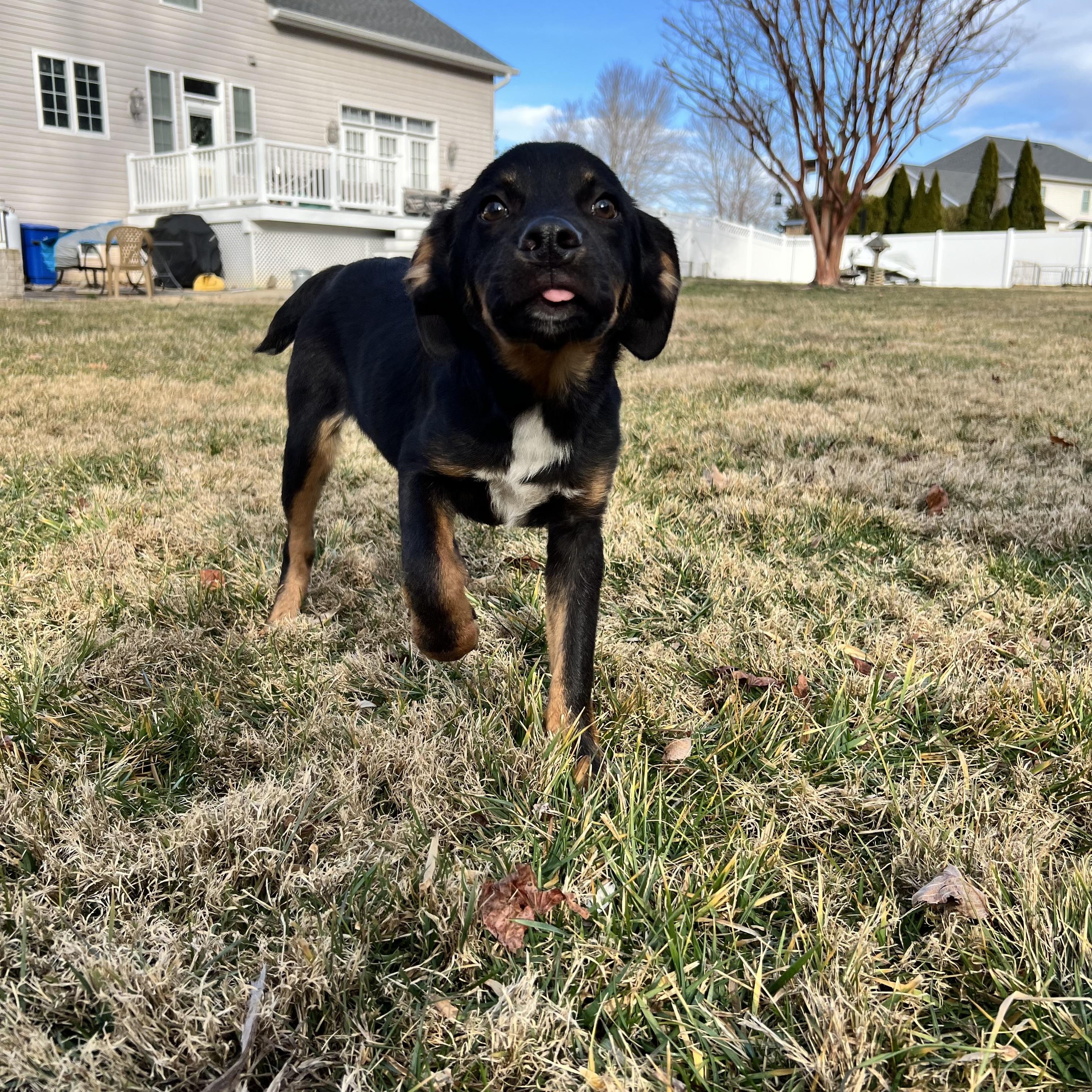Enlarge Bobo, a ADOPTABLE mixed breed in Hughesville, MD image 2/6