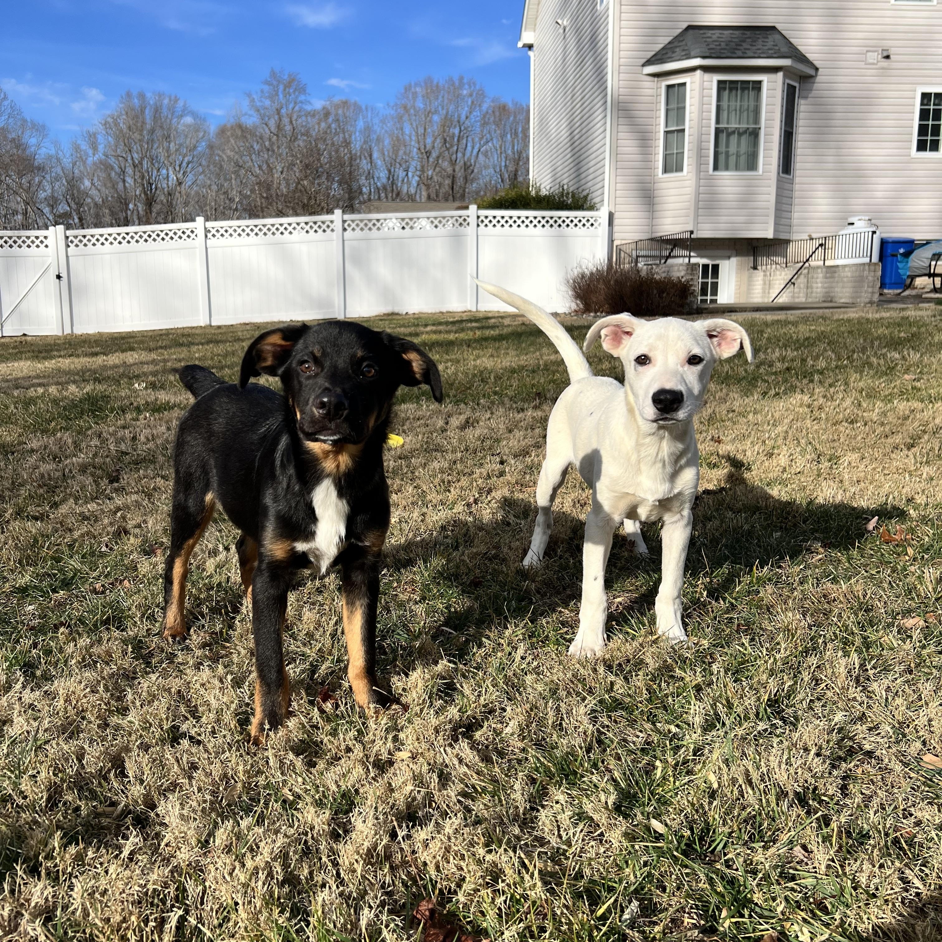 Enlarge Bobo, a ADOPTABLE mixed breed in Hughesville, MD image 6/6
