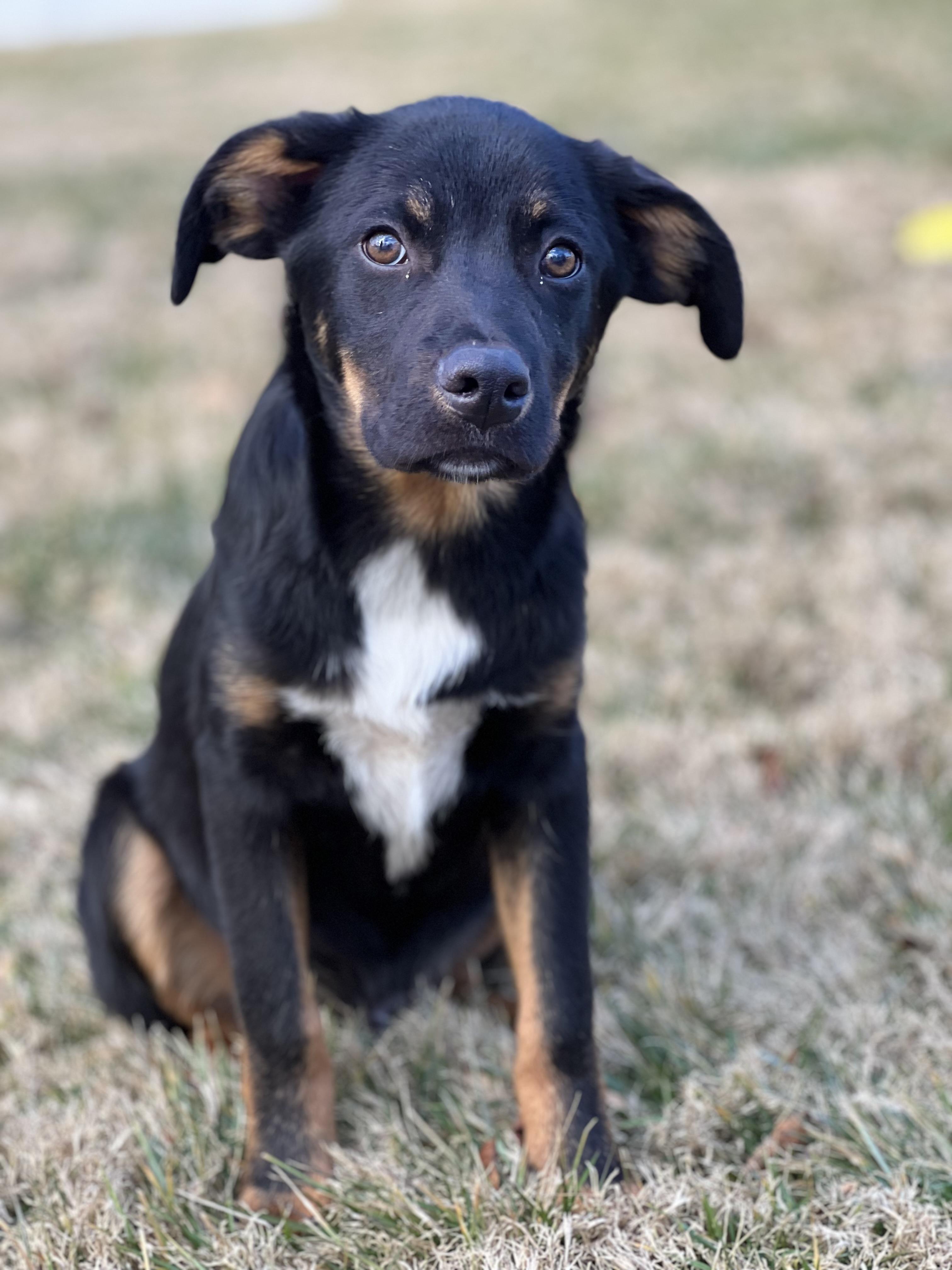 Enlarge Bobo, a ADOPTABLE mixed breed in Hughesville, MD image 5/6