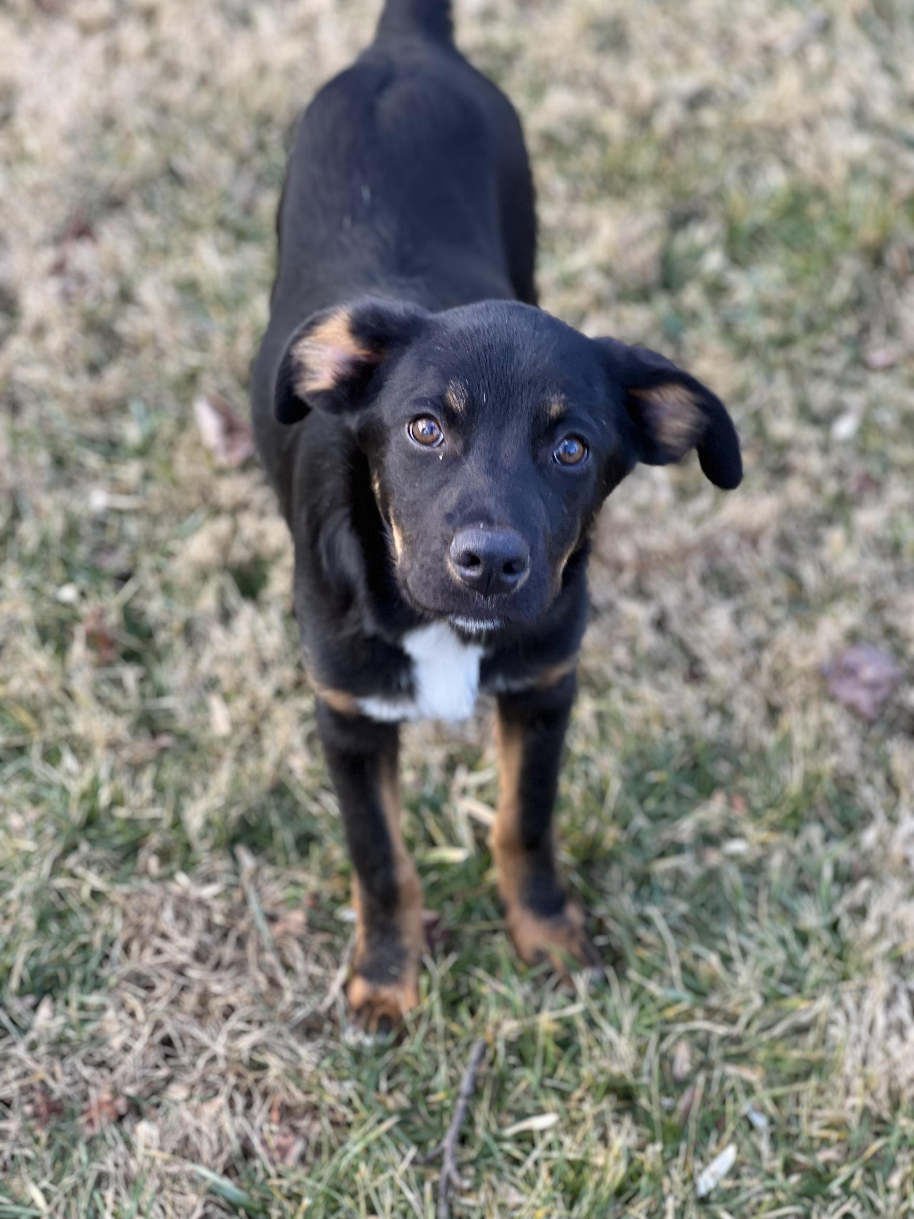 Enlarge Bobo, a ADOPTABLE mixed breed in Hughesville, MD image 4/6