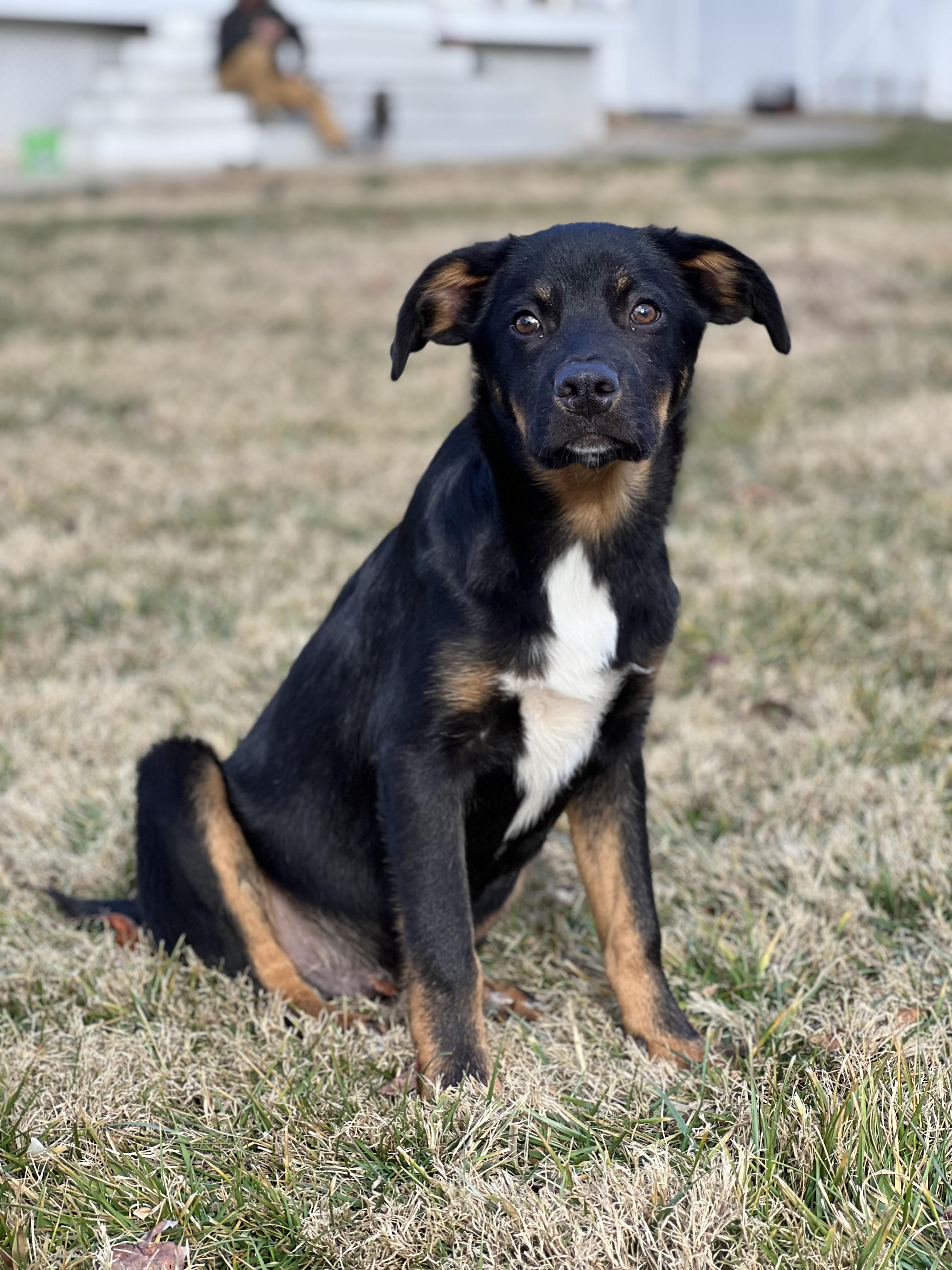 Bobo, ADOPTABLE, Puppy Male Shepherd.