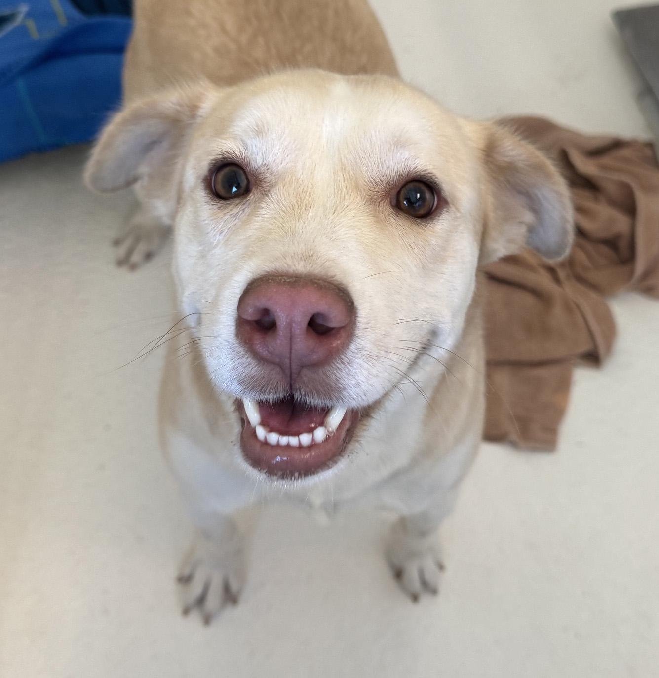 Sheba, adopted, Adult Female Yellow Labrador Retriever.