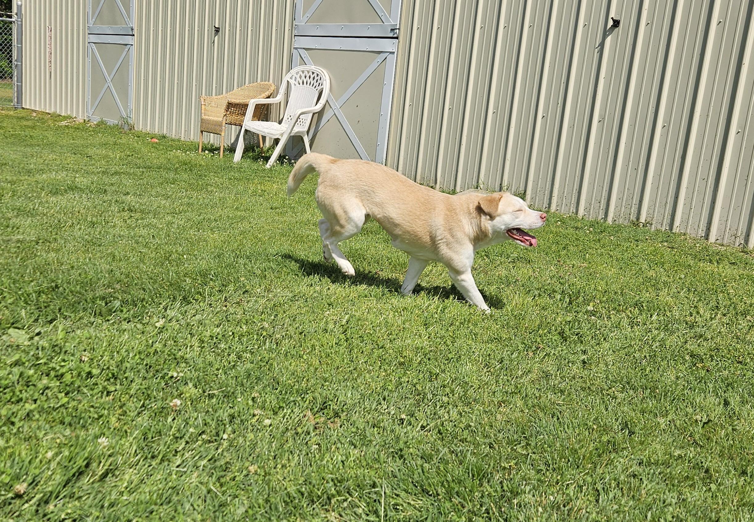 Enlarge Sheba, an adopted mixed breed in Benton Harbor, MI image 2/5