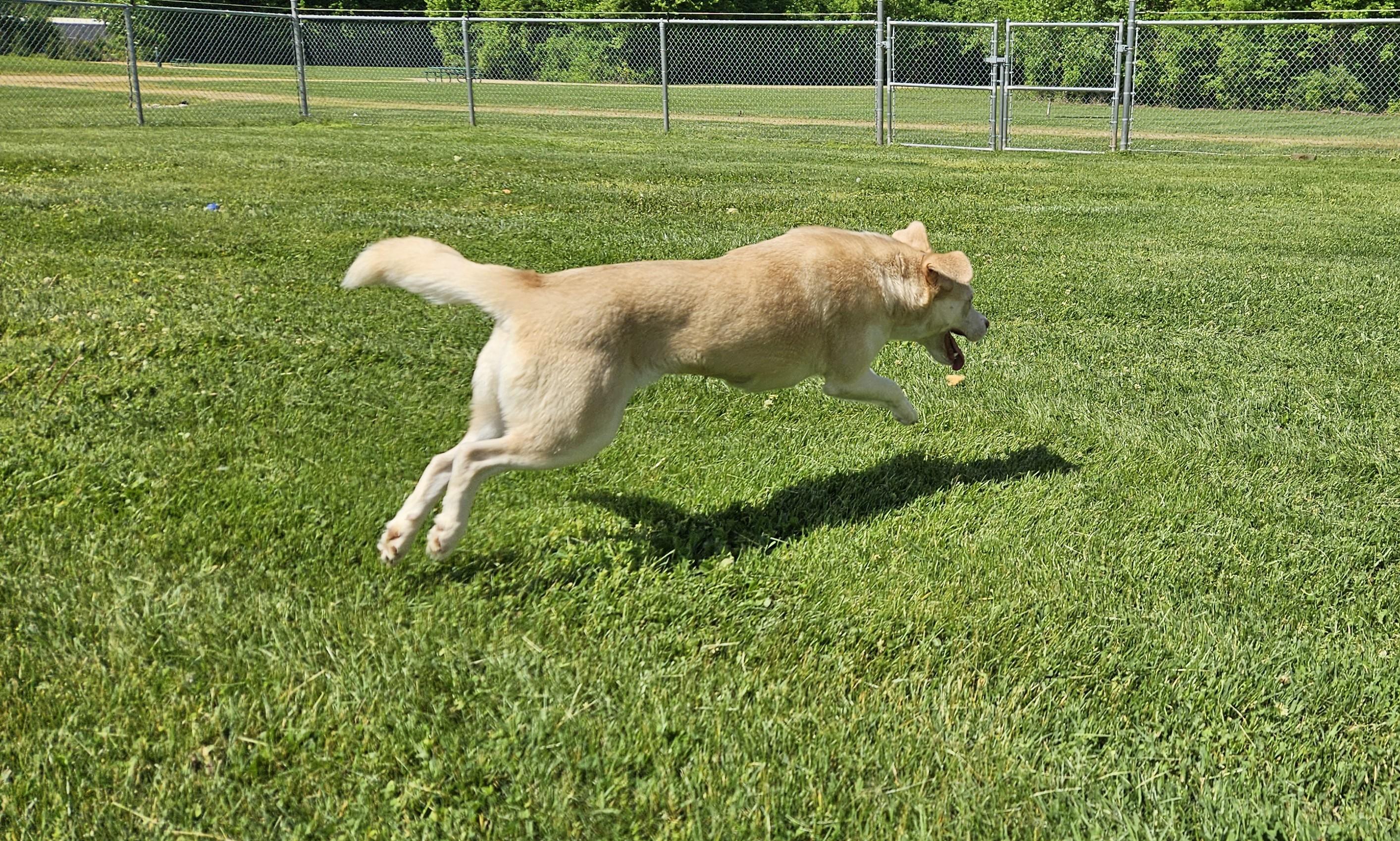 Enlarge Sheba, an adopted mixed breed in Benton Harbor, MI image 3/5