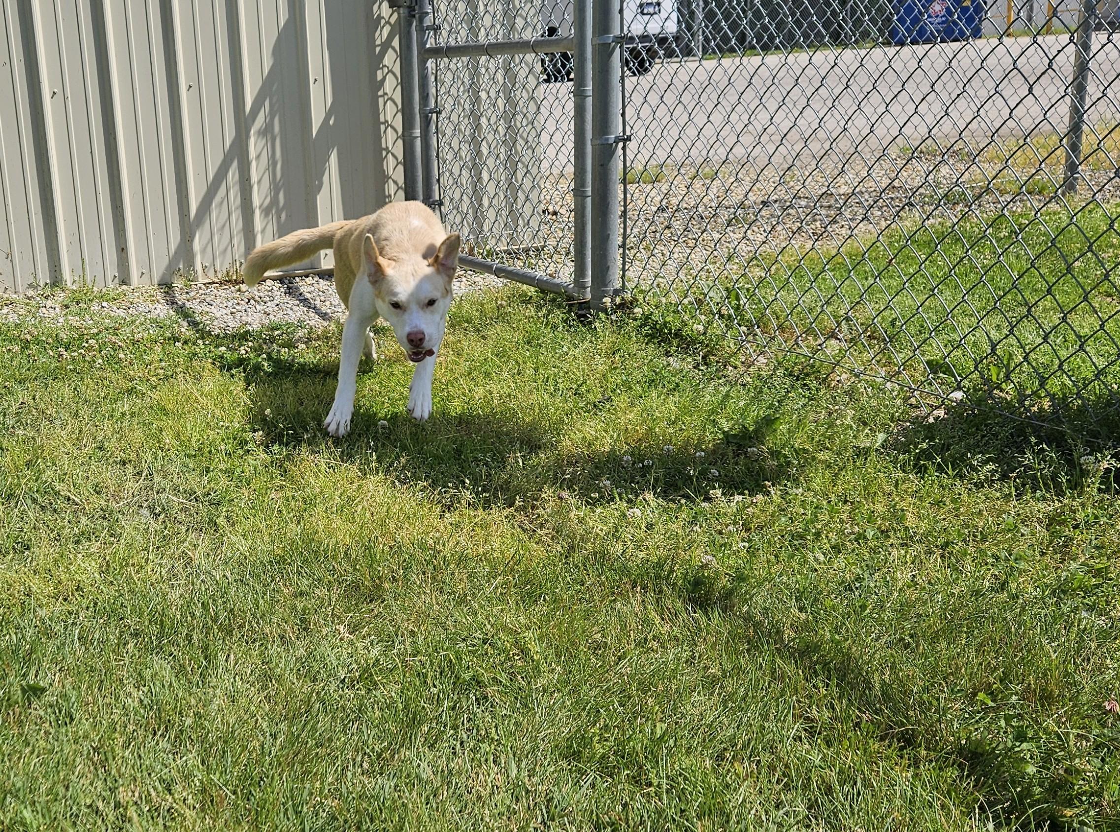 Enlarge Sheba, an adopted mixed breed in Benton Harbor, MI image 5/5