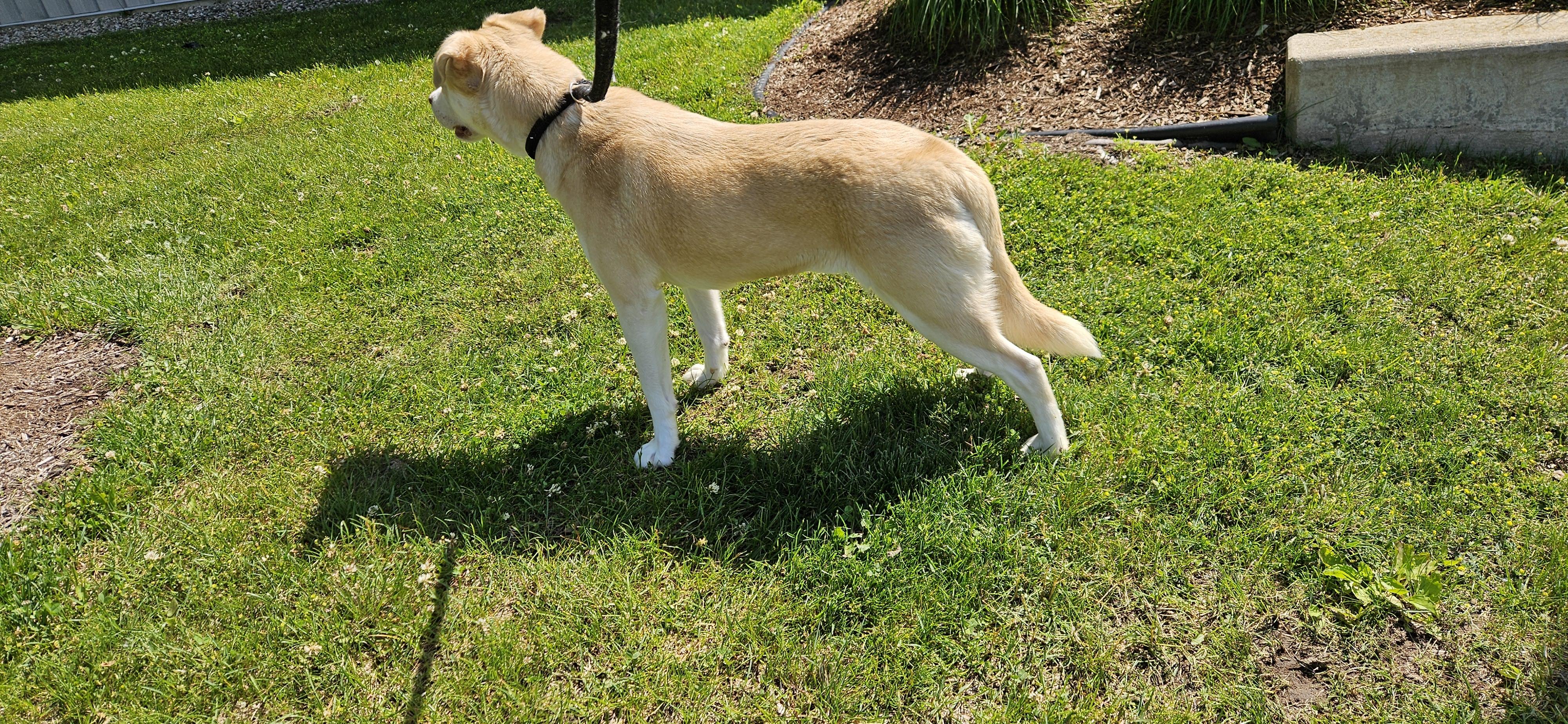 Enlarge Sheba, an adopted mixed breed in Benton Harbor, MI image 4/5