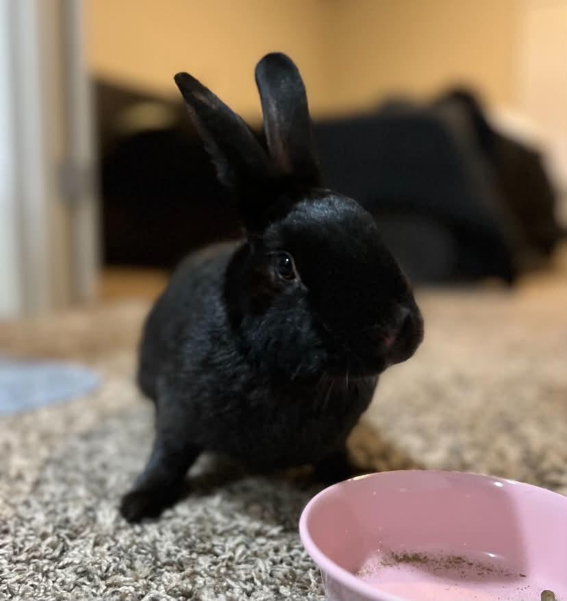Enlarge Parker, a Adoptable Bunny Rabbit in Milwaukie, OR image 2/3