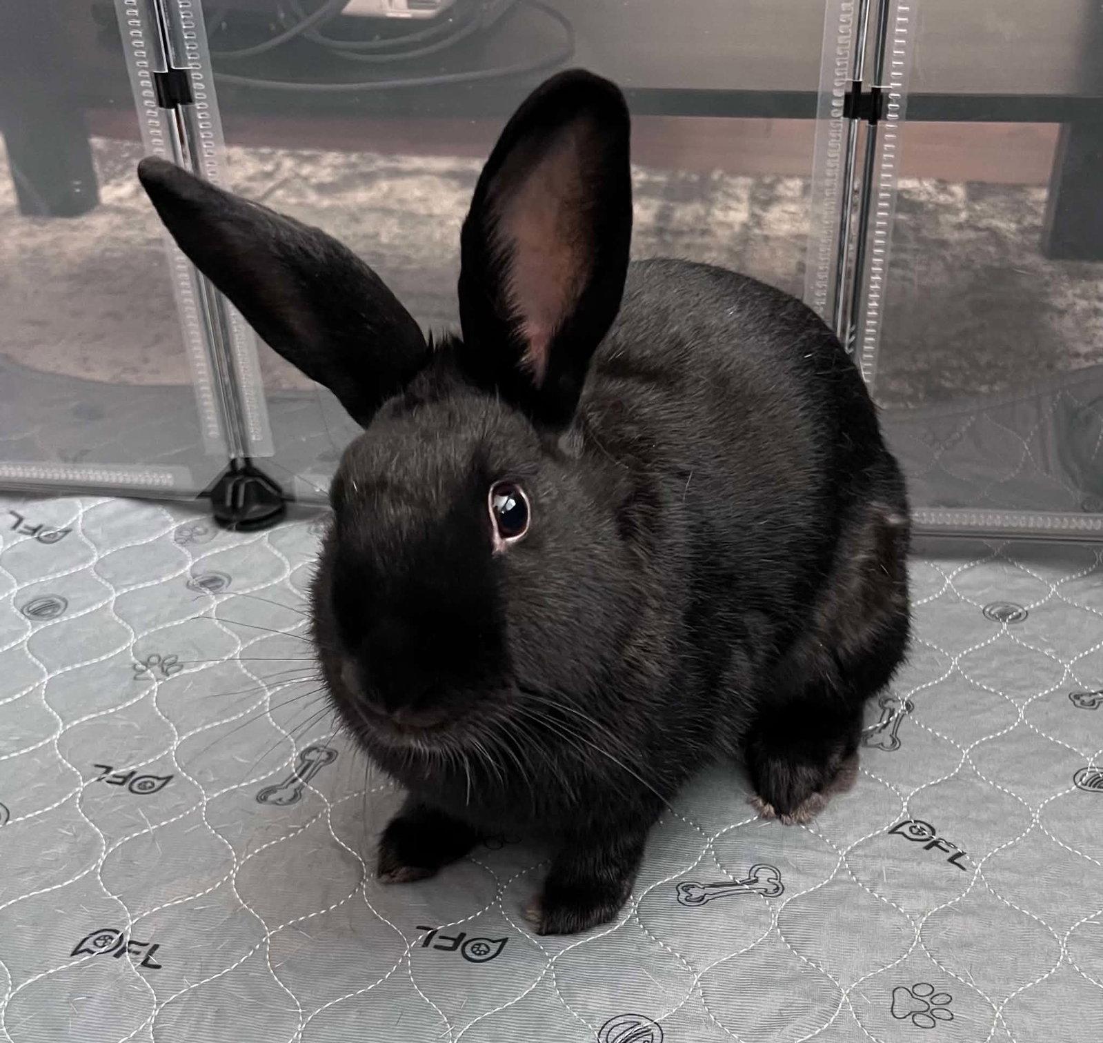 Enlarge Parker, a Adoptable Bunny Rabbit in Milwaukie, OR image 3/3
