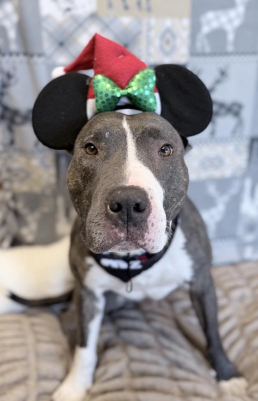 Enlarge Lowki, a Adoptable mixed breed in Fruit Heights, UT image 1/6