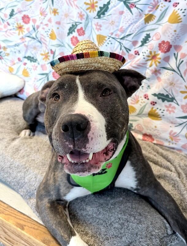 Enlarge Lowki, a Adoptable mixed breed in Fruit Heights, UT image 2/6