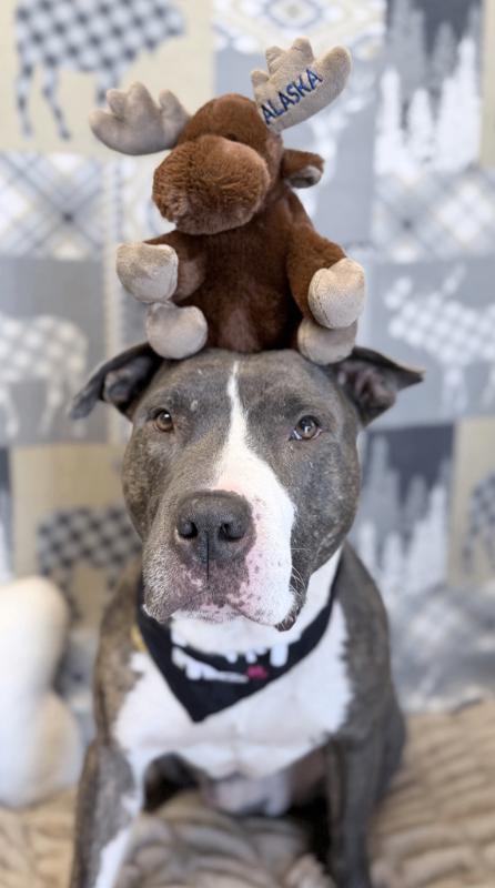 Enlarge Lowki, a Adoptable mixed breed in Fruit Heights, UT image 3/6