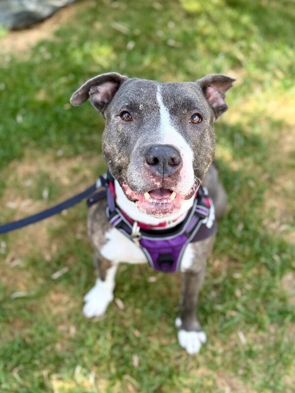 Enlarge Lowki, a Adoptable mixed breed in Fruit Heights, UT image 4/6