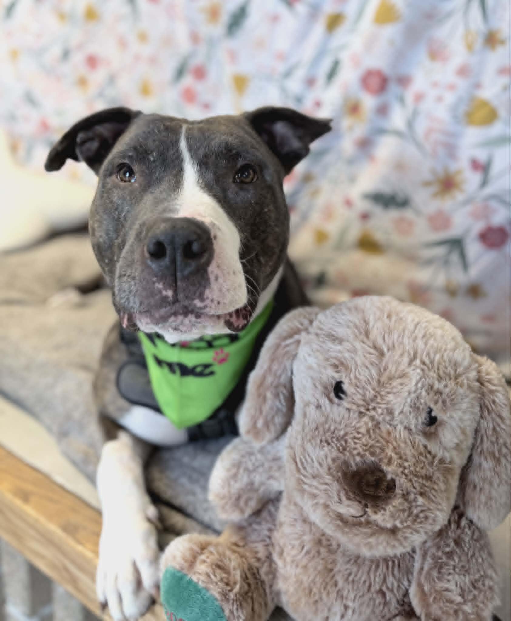 Enlarge Lowki, a Adoptable mixed breed in Fruit Heights, UT image 5/6