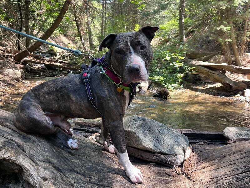 Enlarge Lowki, a Adoptable mixed breed in Fruit Heights, UT image 6/6