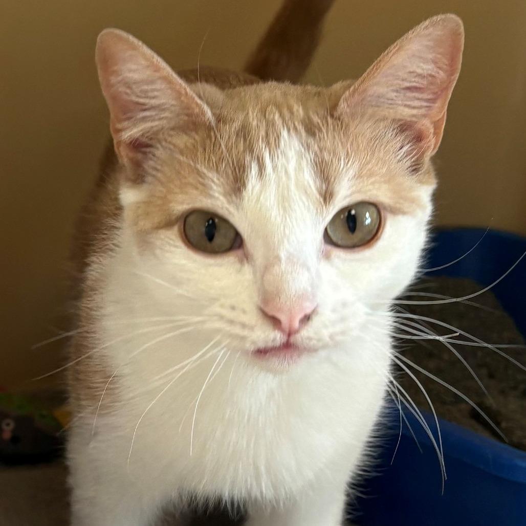 Laurel, Adoptable, Adult Female Domestic Short Hair.