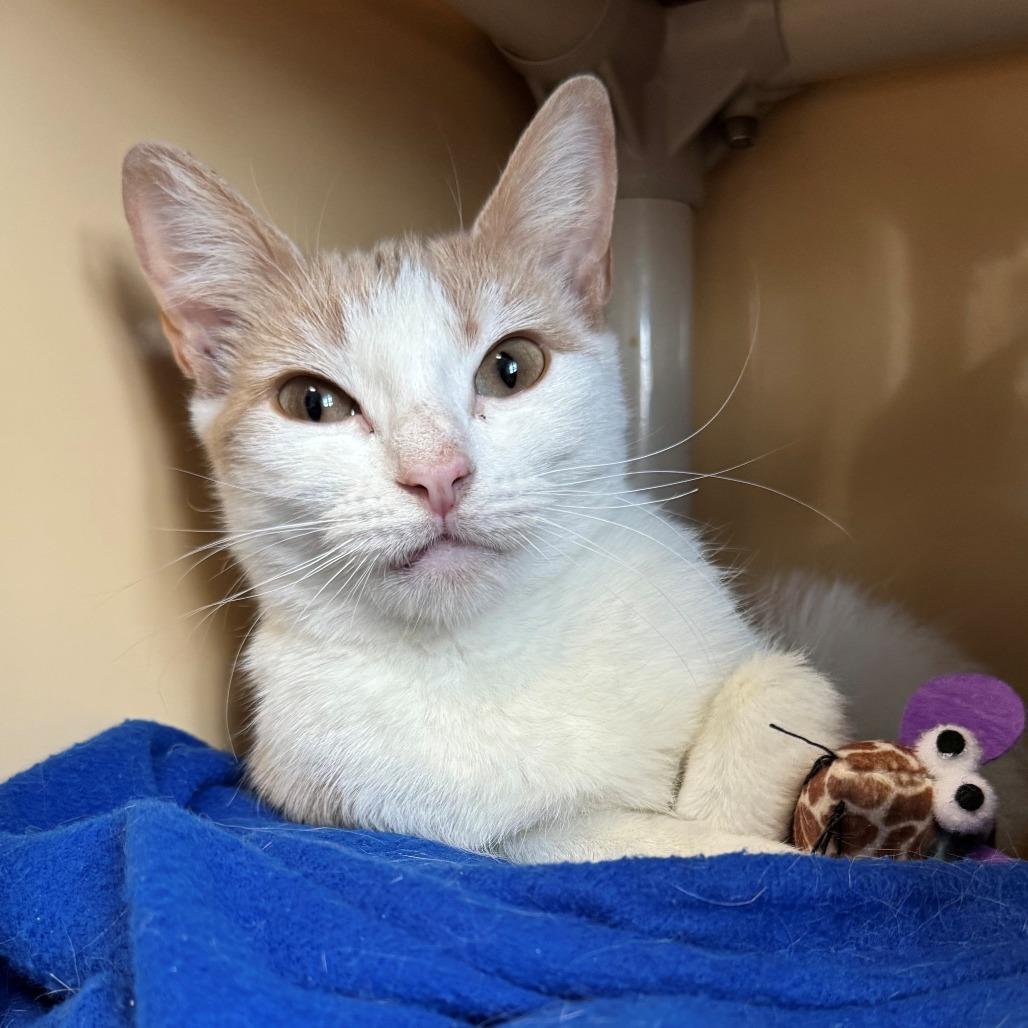 Enlarge Laurel, a Adoptable Domestic Short Hair in East Hanover, NJ image 1/3