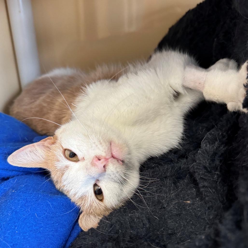 Enlarge Laurel, a Adoptable Domestic Short Hair in East Hanover, NJ image 2/3