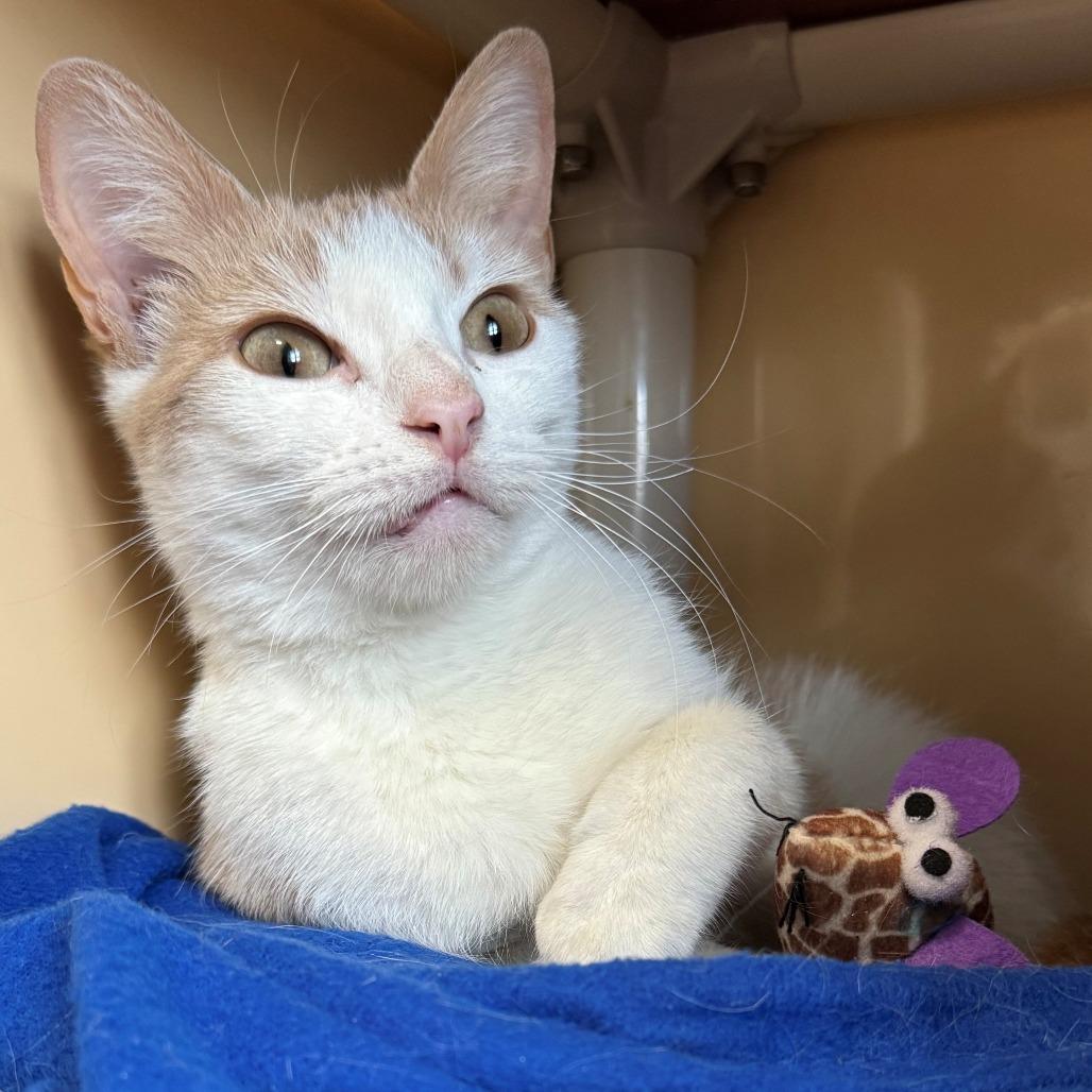 Enlarge Laurel, a Adoptable Domestic Short Hair in East Hanover, NJ image 3/3