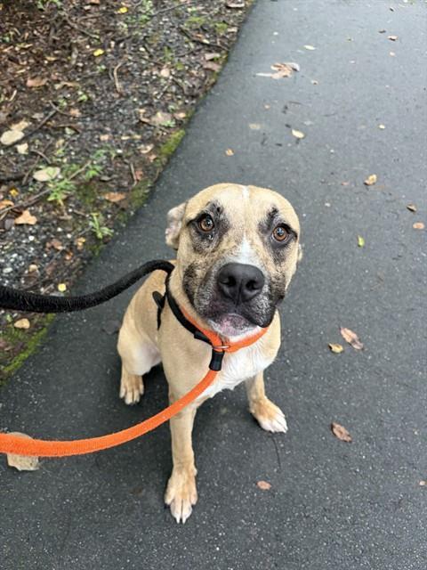 ASHER, Adoptable, Adult Male Hound & Mixed Breed.