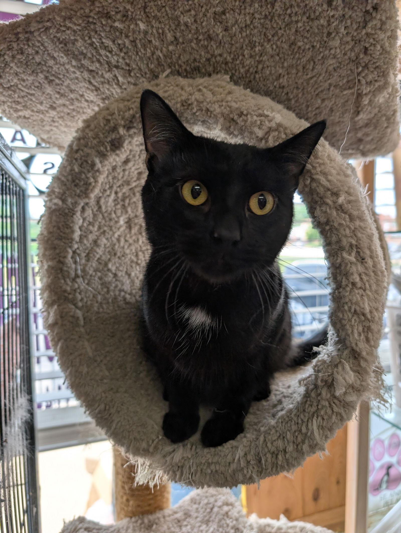 Bragi, Adoptable, Young Male Domestic Short Hair.