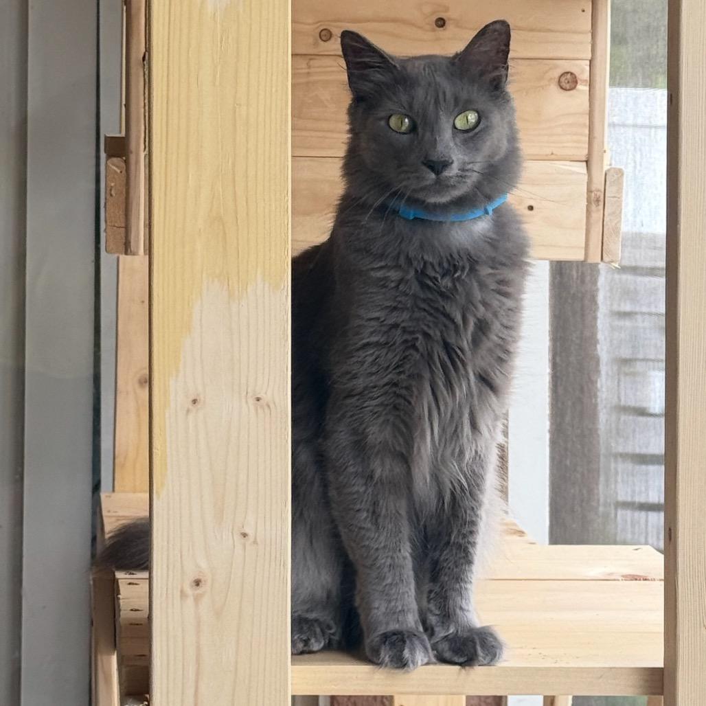 Jasper, Adoptable, Adult Male Russian Blue & Domestic Medium Hair.