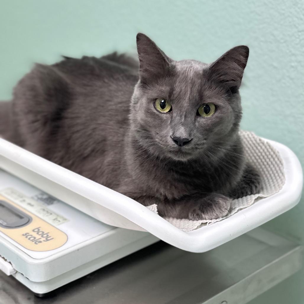 Enlarge Jasper, a Adoptable mixed breed in TITUSVILLE, FL image 2/6