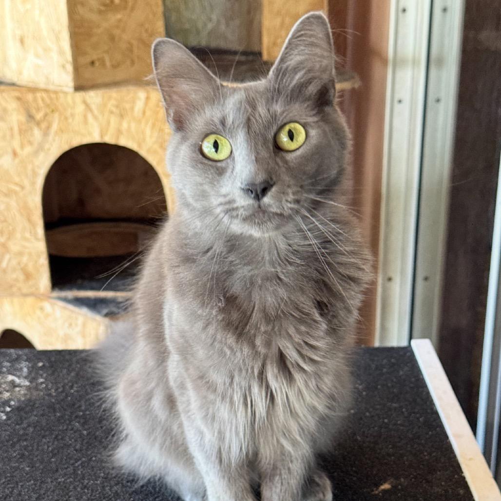 Enlarge Jasper, a Adoptable mixed breed in TITUSVILLE, FL image 4/6