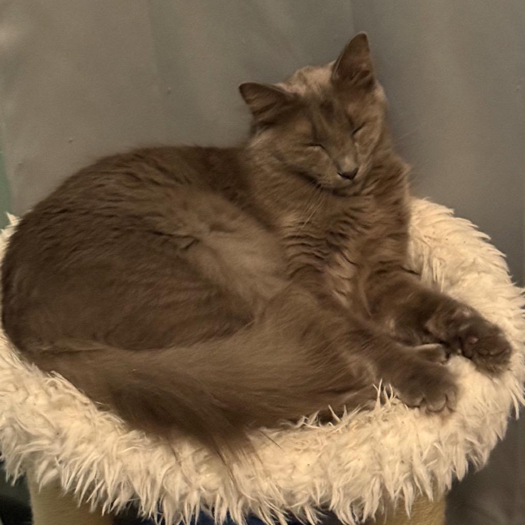 Enlarge Jasper, a Adoptable mixed breed in TITUSVILLE, FL image 5/6