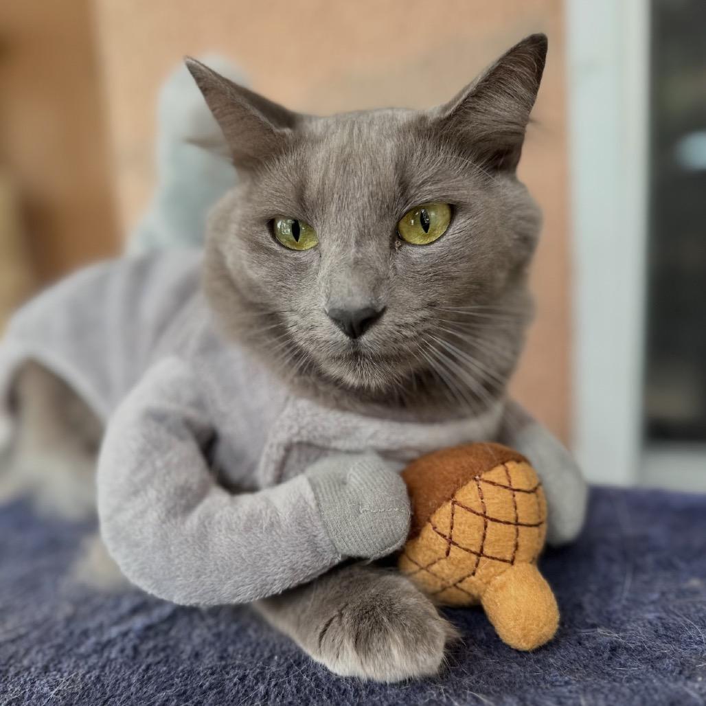 Enlarge Jasper, a Adoptable mixed breed in TITUSVILLE, FL image 6/6