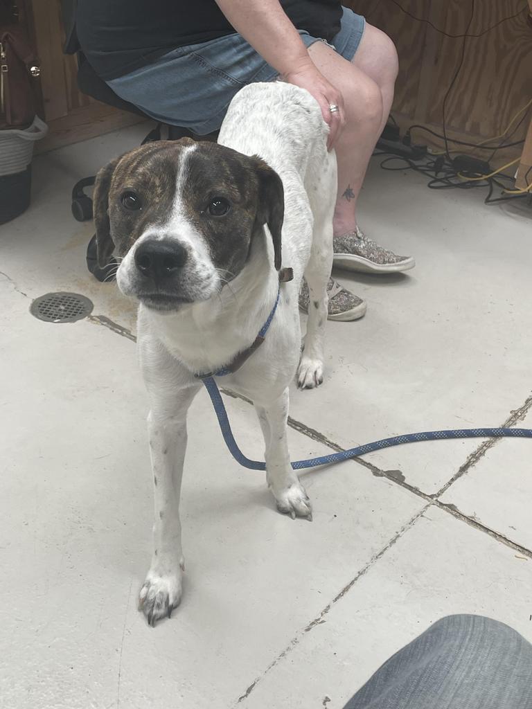 Beckett, Adoptable, Young Female Hound.