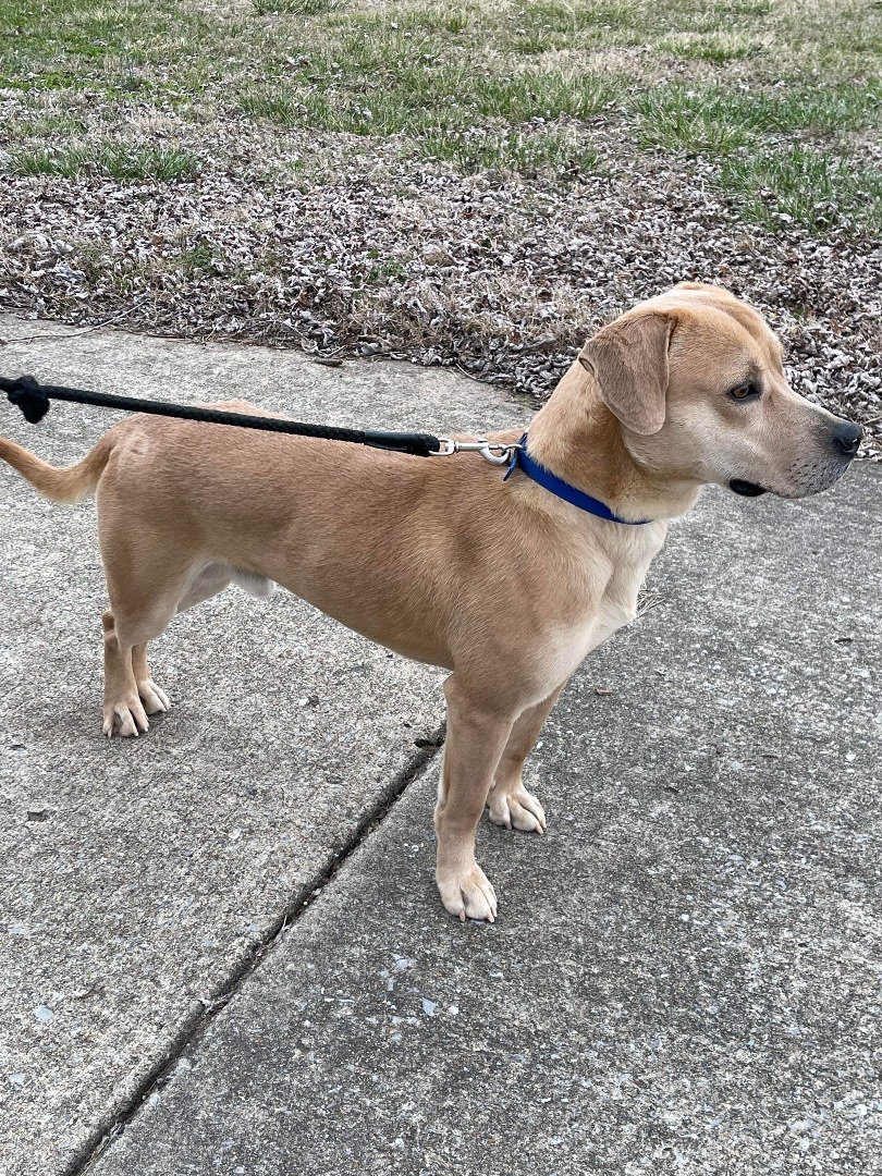 Enlarge Dooley, a Adopted mixed breed in Falls Church, VA image 1/4