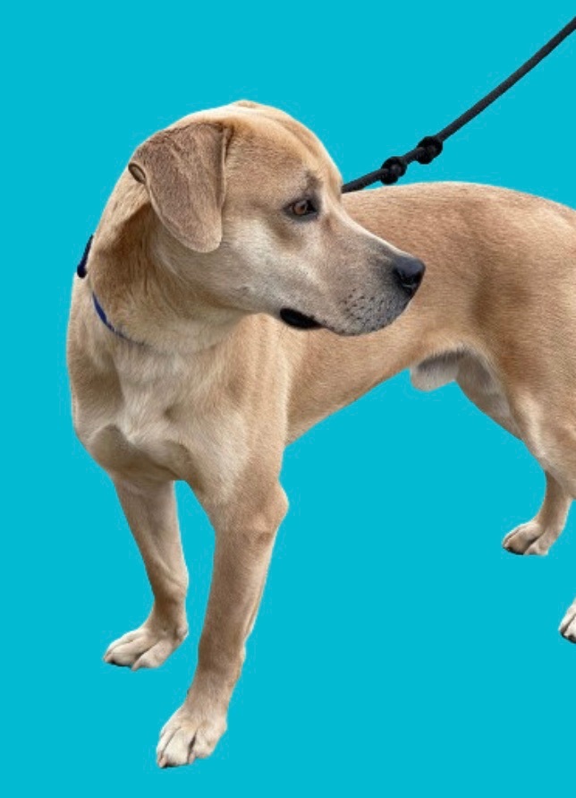 Enlarge Dooley, a Adopted mixed breed in Falls Church, VA image 2/4