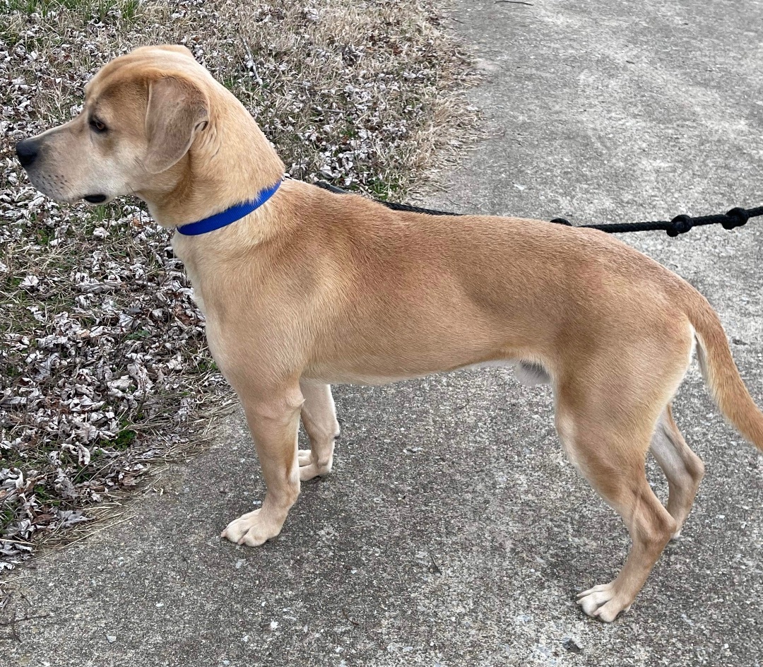 Enlarge Dooley, a Adopted mixed breed in Falls Church, VA image 3/4