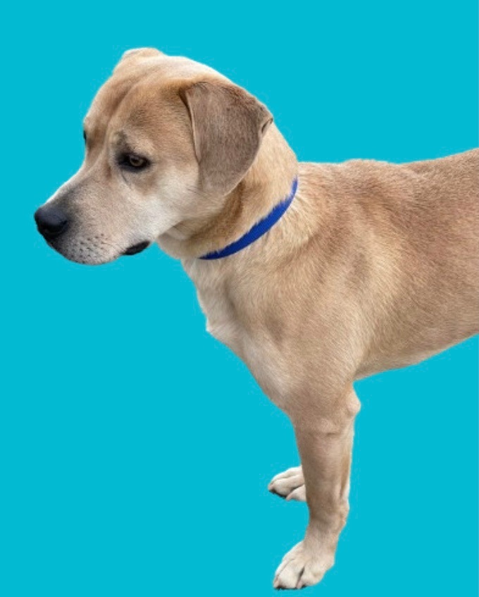 Enlarge Dooley, a Adopted mixed breed in Falls Church, VA image 4/4