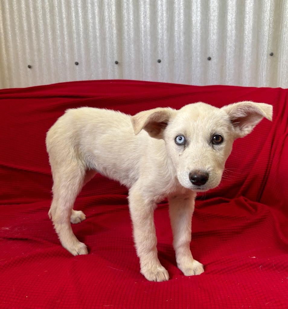 Enlarge Kit "Skittles, a Adoptable mixed breed in Luling, TX image 1/1