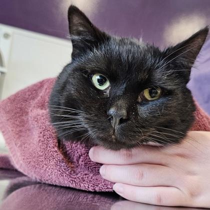 Benjamin, Adoptable, Adult Male Domestic Short Hair & Domestic Short Hair.