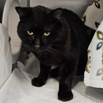 Enlarge Benjamin, a Adoptable mixed breed in Scotia, NY image 2/3