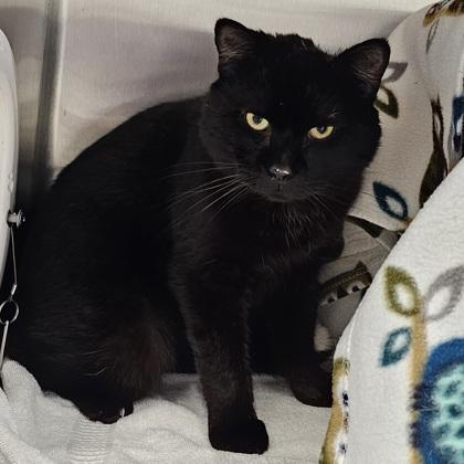 Enlarge Benjamin, a Adoptable mixed breed in Scotia, NY image 3/3