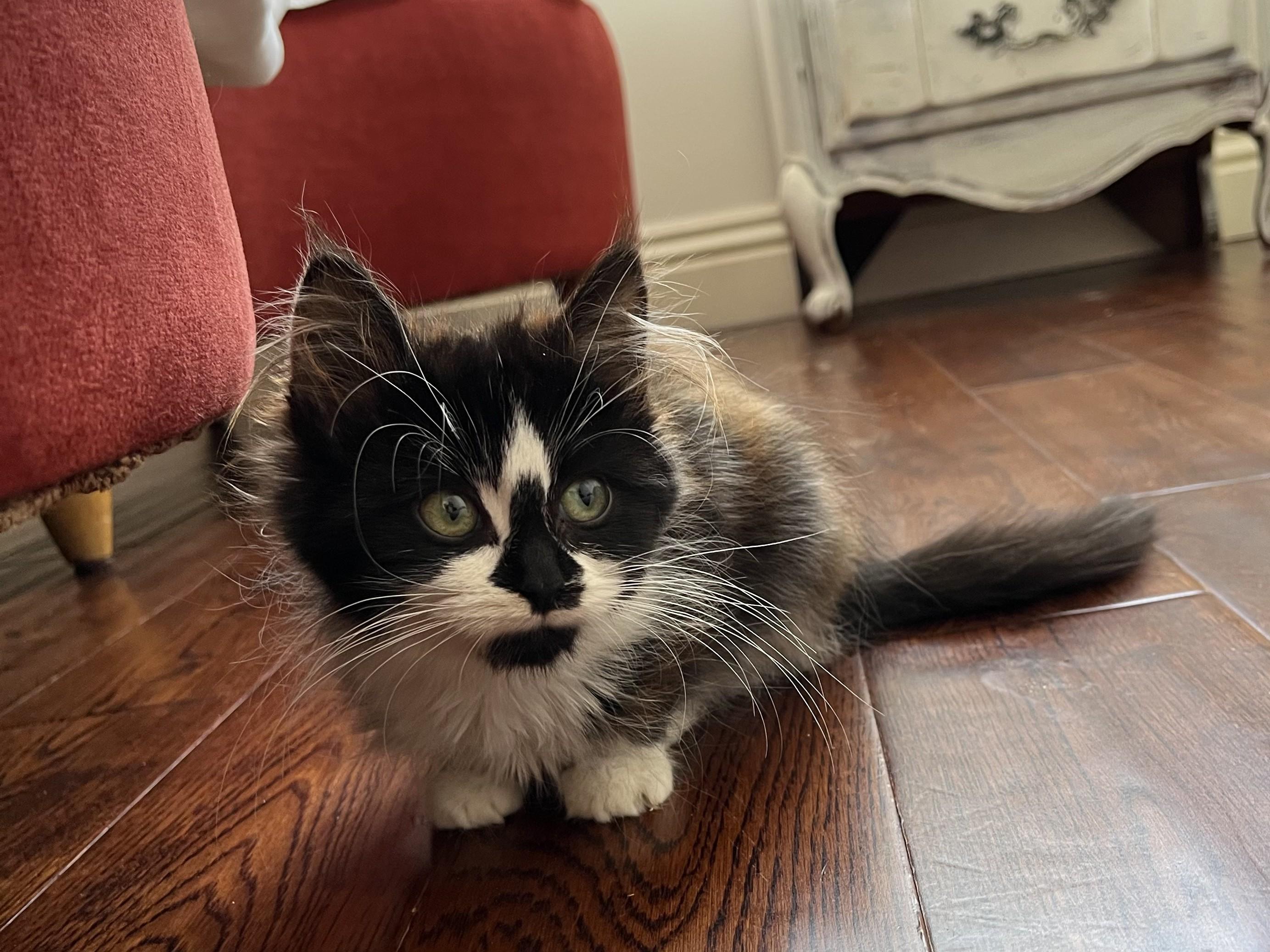 Enlarge Minnie, an adopted mixed breed in Santa Monica, CA image 3/5